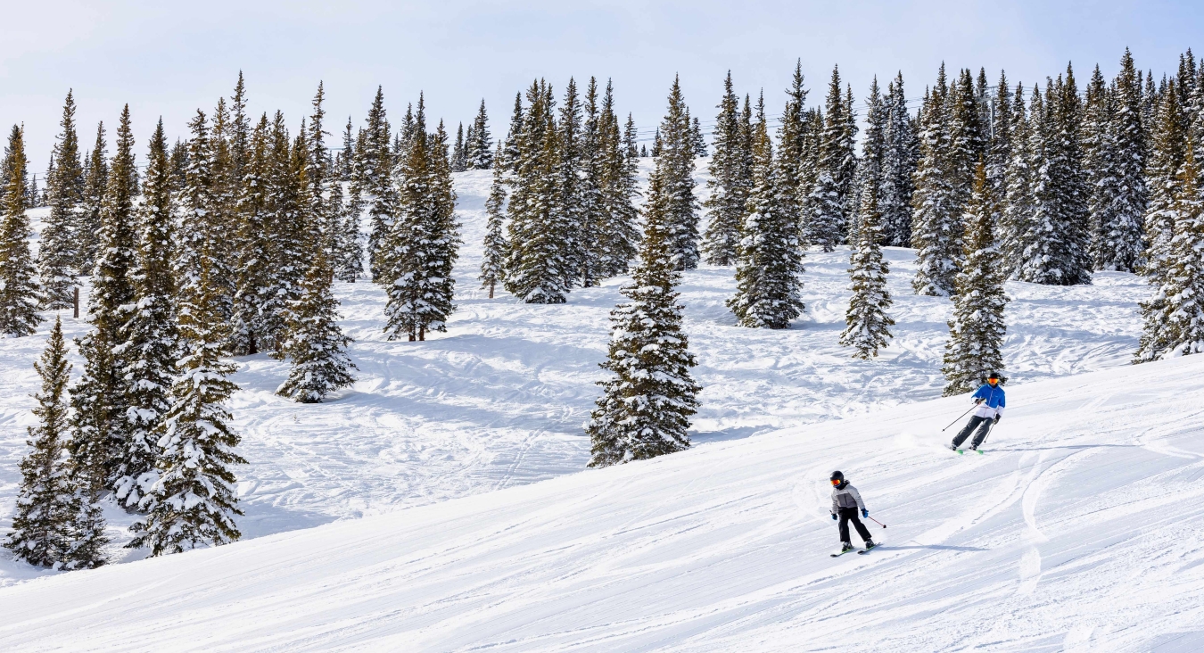 skiers going down a mountain with evergreen trees in back
